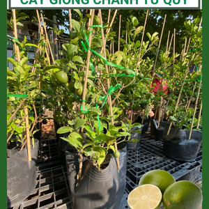 Cây Chanh Tứ Quý đang trái - Chanh Bốn Mùa - Trái quanh năm