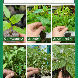 Cây con, cây giống Cà Chua - Ớt