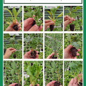 Cây con, cây giống các loại rau