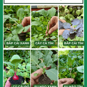 Cây con, cây giống các loại rau ăn củ - quả