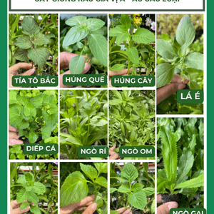 Cây con, cây giống các loại rau gia vị Á - Âu
