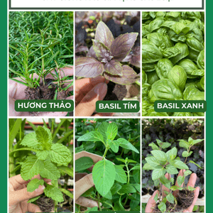 Cây con, cây giống các loại rau gia vị Âu