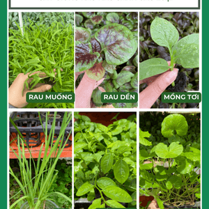 Cây con, cây giống các loại rau nấu canh