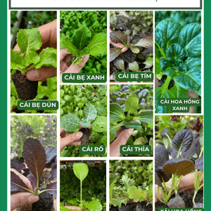 Cây con, cây giống rau cải các loại