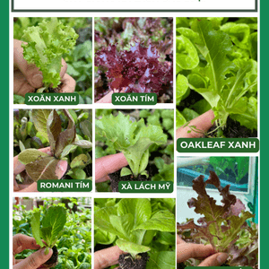 Cây con, cây giống rau xà lách các loại