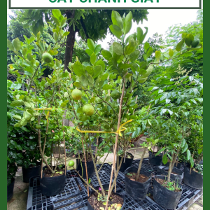 Cây Giống Chanh Giấy dễ trồng - siêu trái