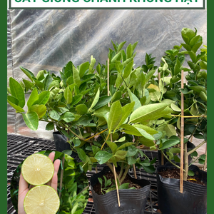 Cây giống chanh không hạt, trái mọng nước, lá thơm