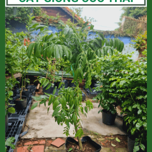 Cây giống cóc Thái (cóc bao tử) - Cây khỏe, cao 100-120cm