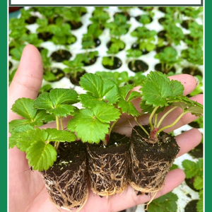 Cây Giống Dâu Tây Cấy Mô Chịu Nhiệt