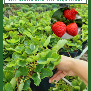 Cây giống Dâu Tây Nhật Lùn Chịu Nhiệt, hàng Sadec chịu năng nóng, dễ ra trái