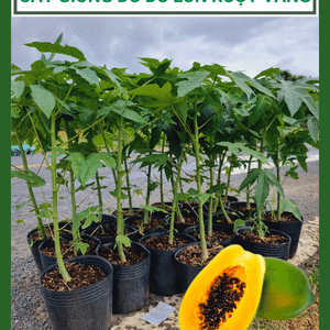 Cây giống Đu Đủ Lùn Ruột Vàng