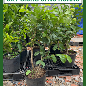 Cây giống Ổi Nữ Hoàng, cây chiết cành nhánh khỏe, đang trái