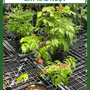 Cây giống khế ngọt