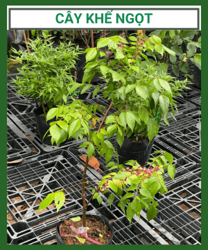 Cây giống khế ngọt