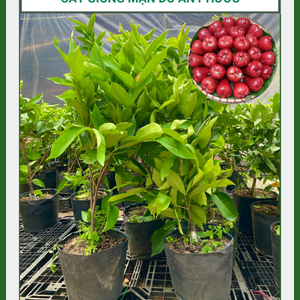 Cây giống mận đỏ An Phước - ngon - giòn - ngọt