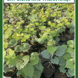 Cây giống nho thuần nhiệt, dễ trồng (Nho Kẹo, Bailey, Nho Móng Tay Hồng)