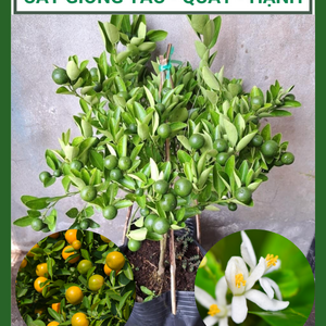 Cây giống tắc - quất - hạnh đang trái, dễ chăm cho trái quanh năm