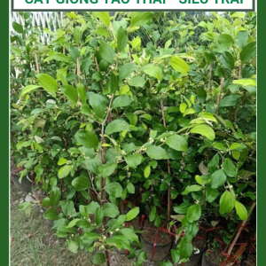 Cây giống táo Thái - Siêu trái - Giòn - Ngọt, trái to cho trái quanh năm