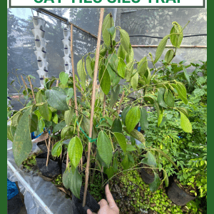 Cây giống tiêu cao sản siêu trái