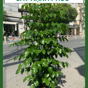 Cây Hạnh Phúc - Trang Trí Nội Thất (Cây cao 50-80cm)