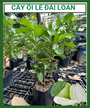 Cây Ổi Lê Đài Loan - Cây khỏe cao 70-90cm