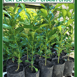 Cây Lá Chúc - Chanh Chúc - Chanh Thái