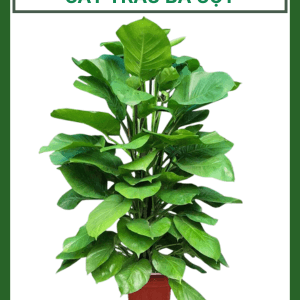 Cây Trầu Bà Cột