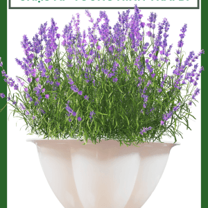 Chậu áp tường hình trái bí trồng rau hoa và cây kiểng