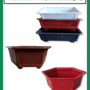 Chậu bonsai mini chậu nhựa trồng cây bonsai