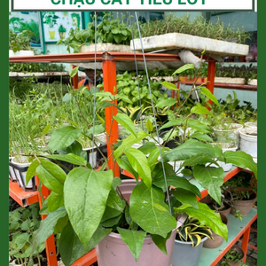 Chậu cây tiêu lốt - cây tiêu trái dài