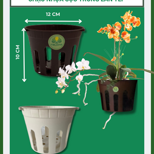 Chậu lan sọc TLP
