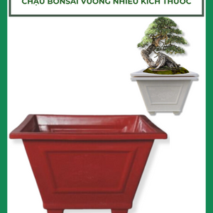 Chậu nhựa Bonsai vuông