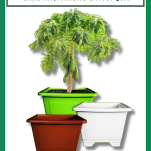 Chậu nhựa trồng cây ăn trái 63cm ( 63x48x46cm)