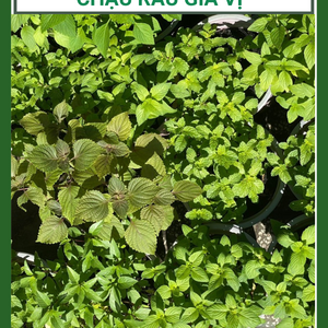 Chậu rau gia vị các loại