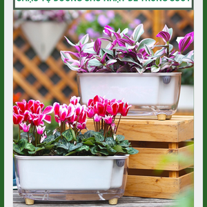 Chậu Tự Dưỡng Chữ Nhật Đế Trong Suốt, Chậu Cây Tự Tưới