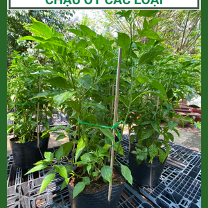 Chậu Ớt Xiêm - Chỉ Thiên - Sừng Vàng (Đang có trái)