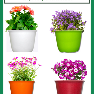 Chậu tròn vành tròn chậu nhựa trồng cây