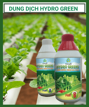 Dung dịch thủy canh, dinh dưỡng thủy canh Hydro Green
