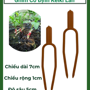 Ghim cố định keiki, kẹp kei trồng phong lan