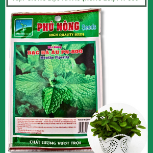 Hạt giống bạc hà âu (húng lũi) Phú Nông-800 mentha piperita