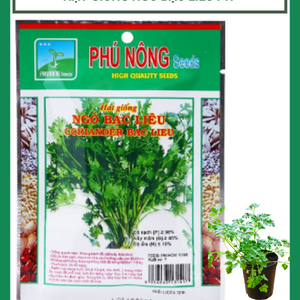 Hạt giống ngò rí Bạc Liêu Phú Nông