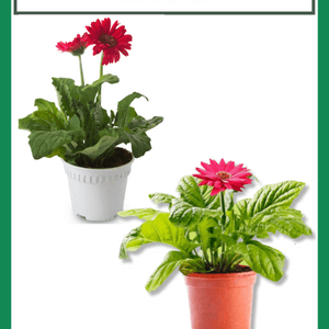 Hoa Đồng Tiền Cách Trồng Và Chăm Sóc