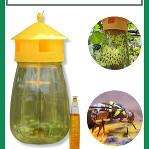 Lồng bẫy ruồi vàng trong suốt diệt ruồi đục trái