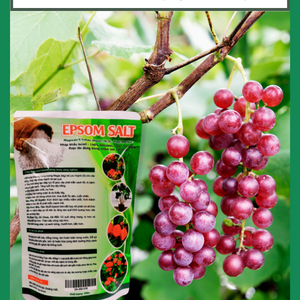 Muối EPSOM SALT (MgSO4.7H2O) - lá xanh, cây khỏe, hoa trái xum xuê
