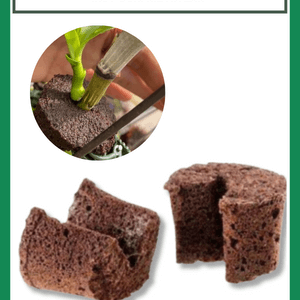 Mút ươm Kie Hà Lan