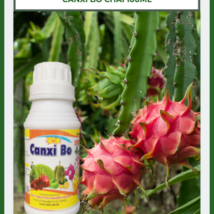 Phân bón chống rụng hoa - tăng đậu trái Canxi Bo