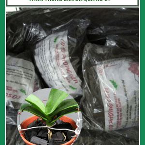 Than trồng lan đã qua xử lí gói 500g