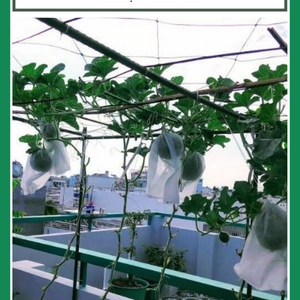 Túi bọc trái - Túi bao trái cây nhiều kích thước