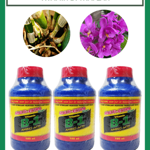 Vitamin B1 Thái cho cây trồng của bạn